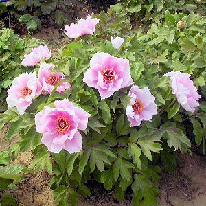 Tree Peony
